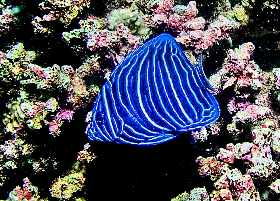 Pomacanthus maculosus juveniles, fished for the domestic aquaria before having had the possibility to reproduce, differ much from adults and the yellow spot appears only when they exceed the 6 cm