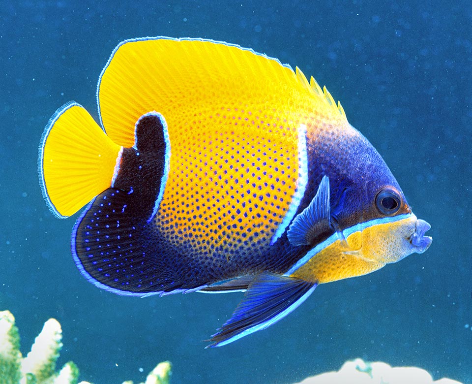 Pomacanthus navarchus est une espèce qui peut vivre dans les aquariums publics jusqu'à 15 ans. Sa résilience est faible mais il est peu pêché et n'est donc pas menacé.