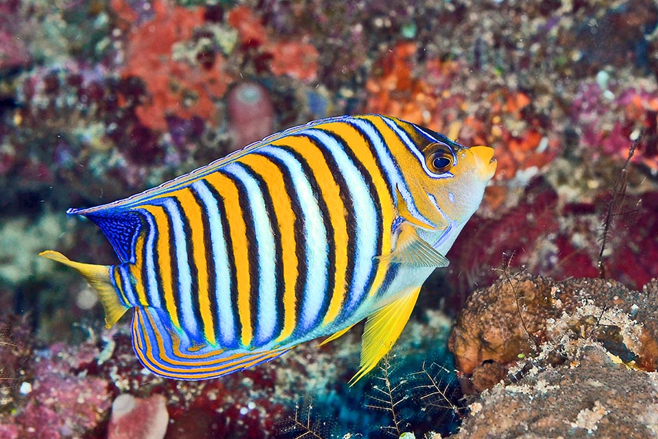 Pygoplites diacanthus vive per lo più solitario, ma anche in coppie e si può talora incontrare in piccoli gruppi.