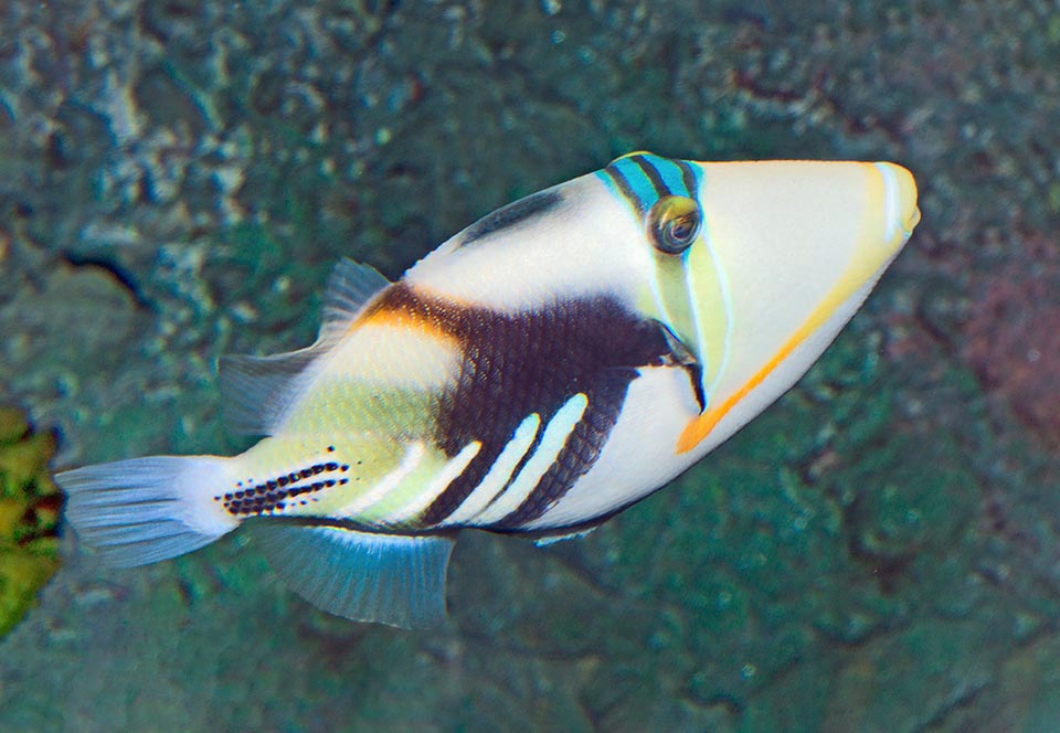Rhinecanthus aculeatus è un pesce molto territoriale con maschi che lasciano entrare nel loro piccolo regno solo 2-3 femmine, ciascuna con una zona ben definita.