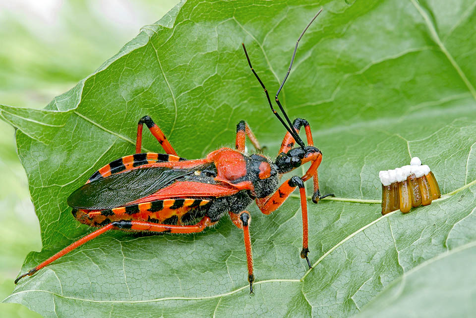 Often the adults remain close to the just deposed eggs protecting the territory 