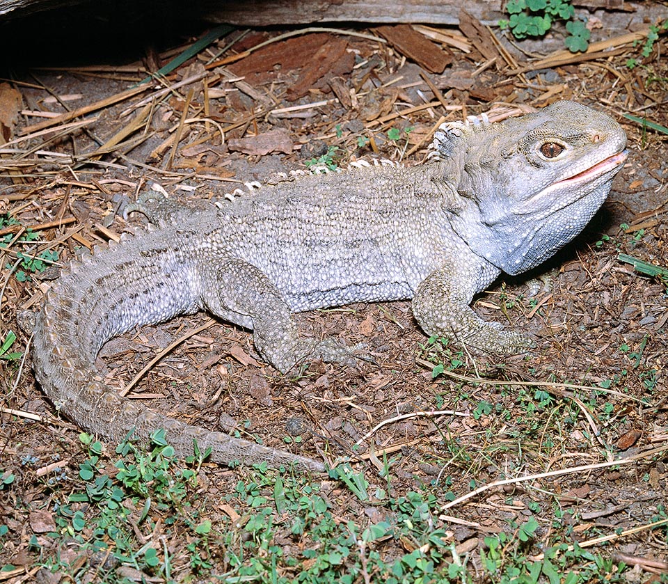 Sphenodon punctatus, Sphenodontidae, tuatara