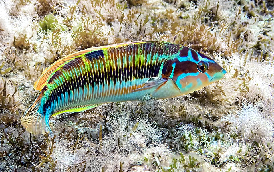 This is an intermediate livery between the two sexes, yore known as Thalassoma pavo variety lineolata.
