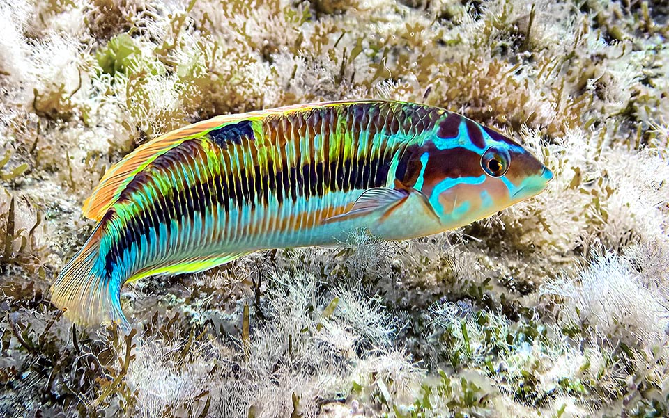 Questa è una livrea intermedia fra i due sessi, nota un tempo come Thalassoma pavo varietà lineolata.