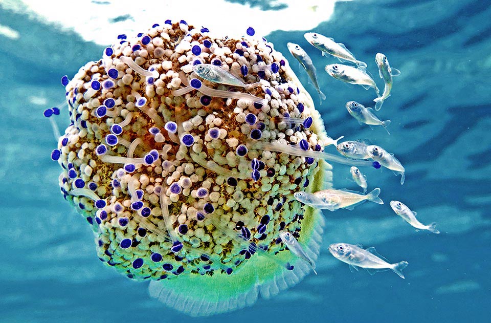 Juveniles shelter from predators by hiding under the floating objects and in the Mediterranean they often grow under the shelter of an endemic non stinging jellyfish, the Mediterranean jellyfish (Cotylorhiza tuberculata) from which they boldly steal the food from the tentacles. More, they socialize and learn to move together.