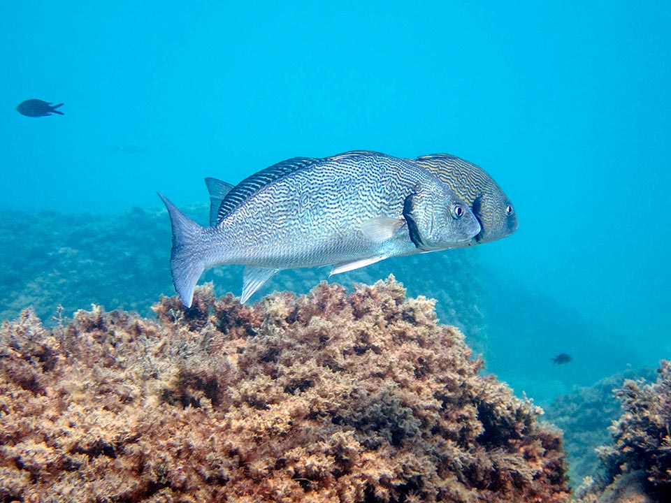 Reproduction occurs between May and July, with males fecundating thousands of small pelagic eggs laid in group by the females.