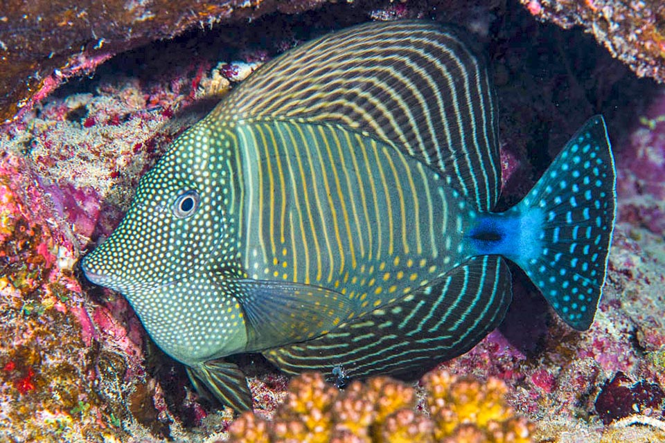 Questa è la livrea mimetica notturna di Zebrasoma desjardinii, dove il contrasto fra le fasce chiare e le scure verticali si attenua fino a scomparire del tutto