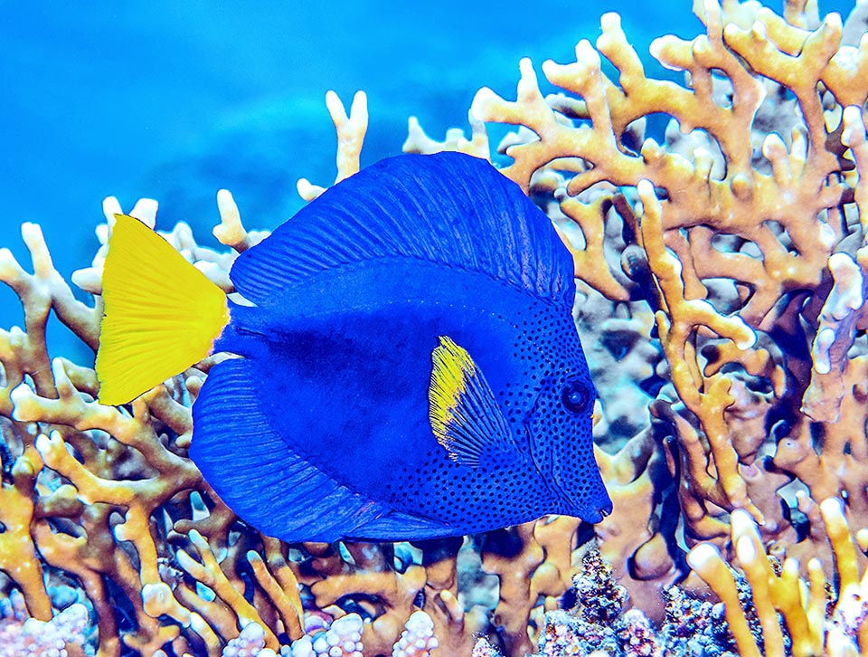 La reproduction de Zebrasoma xanthurum a lieu en groupe, les œufs pélagiques étant confiés aux courants. Bien que pêchée pour les aquariums, l'espèce n'est pas menacée.