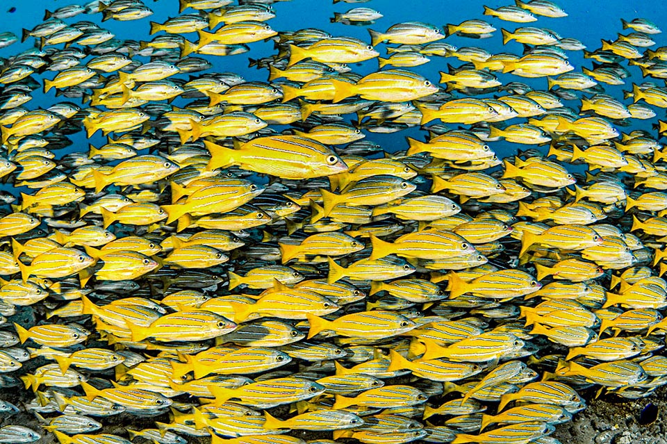 Lutjanus kasmira se alimenta de peces, sepias, calamares, camarones, cangrejos y crustáceos planctónicos. A veces también se alimenta de algas y pastos marinos.