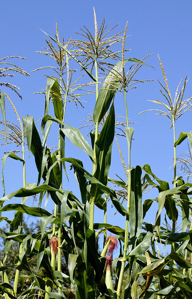 1.Maize is a proterandrous species. Self-fertilization of female inflorescences, placed below, is in fact very rare as they are receptive only when the male ones have already dispersed almost all pollen 