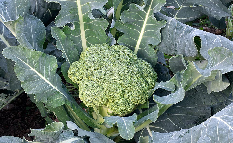 Le brocoli (Brassica oleracea var. italica), avec sa structure ramifiée typique, comme un petit arbre, est au contraire parmi les variétés les plus connues. Il a été cultivé par les anciens Romains, mais consommé surtout par les paysans. Actuellement, il est répandu dans le monde entier et est celui qui a conquis la Chine et le marché asiatique © Giuseppe Mazza