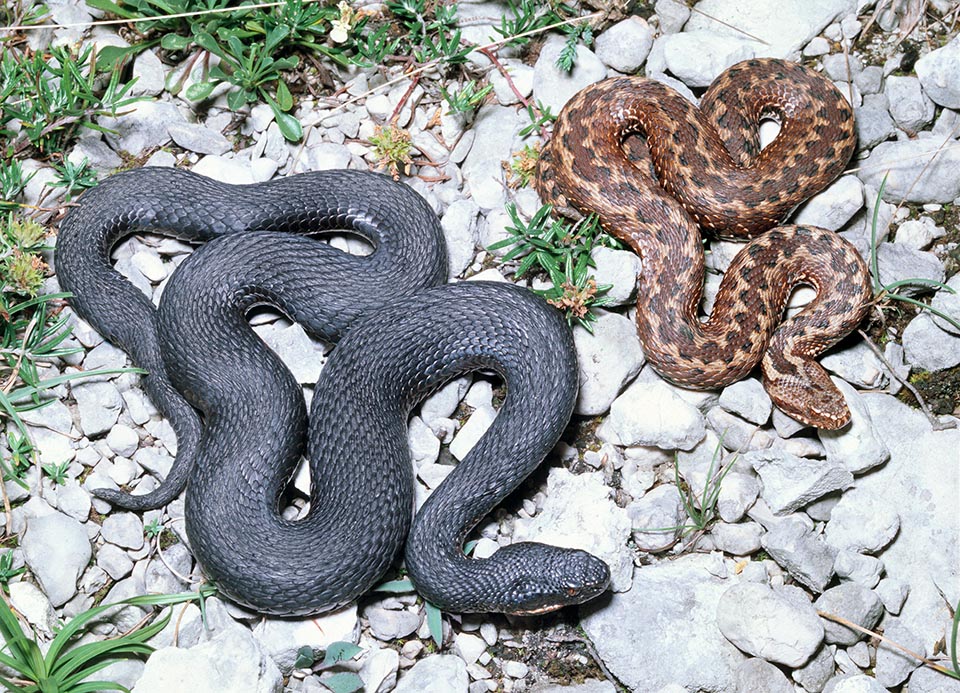 Forma melanica ed esemplare rossiccio dal disegno rosso scuro. Per i serpenti il veleno è un importante digestivo che non amano sprecare e l’uomo non è una preda © Giuseppe Mazza