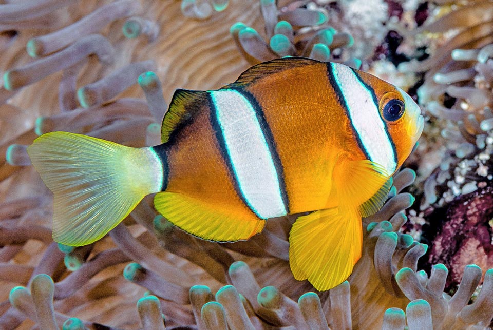 Un subadulto. Amphiprion clarkii no es una especie en peligro de extinción. Bien cuidado, se reproduce en el acuario y puede vivir hasta 10 años