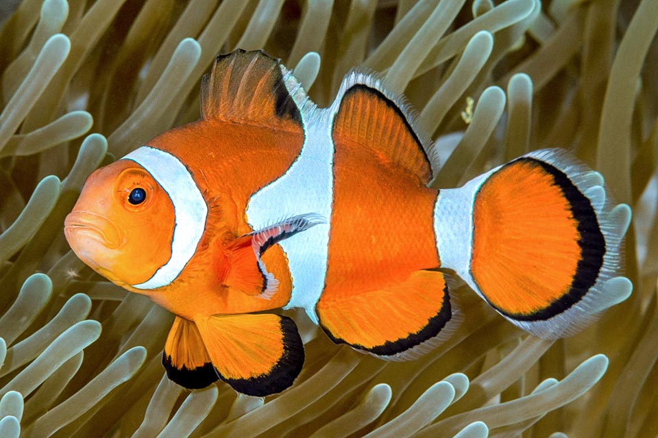 After wedding the eggs are glued on the rock below and the male starts keeping watch, ventilating them with its fins until they hatch 