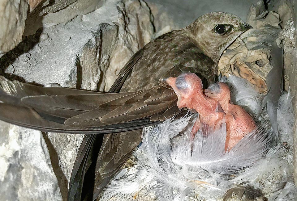 Apus pallidus, Apodidae, Pallid swift, newborn