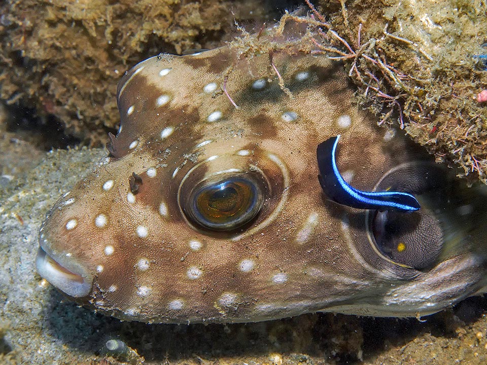Los ojos sobresalen del perfil de la cabeza. Aquí, mientras descansa en el fondo del mar, un pez limpiador le quita los parásitos de la piel 