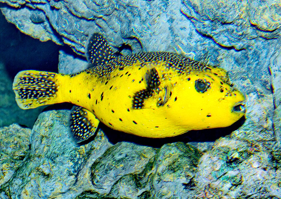 In any case the look is unmistakable: a warning uniform to wave in front of the nose of predators to remind them that the skin and the entrails are soaked with tetrodotoxin, a powerful poison, fatal also for man, that inhibits the respiration. The resilience is considered good and Arothron meleagris is not an endangered species