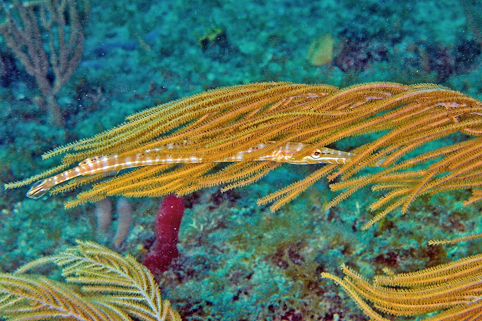 Great opportunist hunts in ambush, at times hidden, imitating like in this case the floating ramifications of the soft corals 