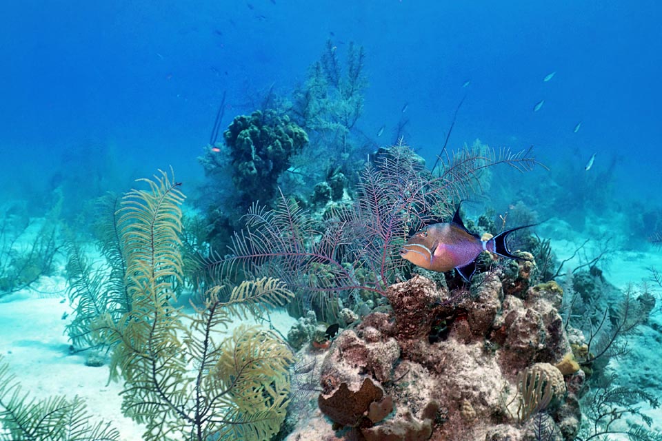 Males are territorial. They have a small 10 m kingdom where only females are allowed to enter. To get their attention they dig with water jets from the mouth, like for sea urchins, a nest for the eggs. As soon as comes a partner ready to spawn, they fecundate them and stand guard together until they hatch, biting ferociously the inopportune 