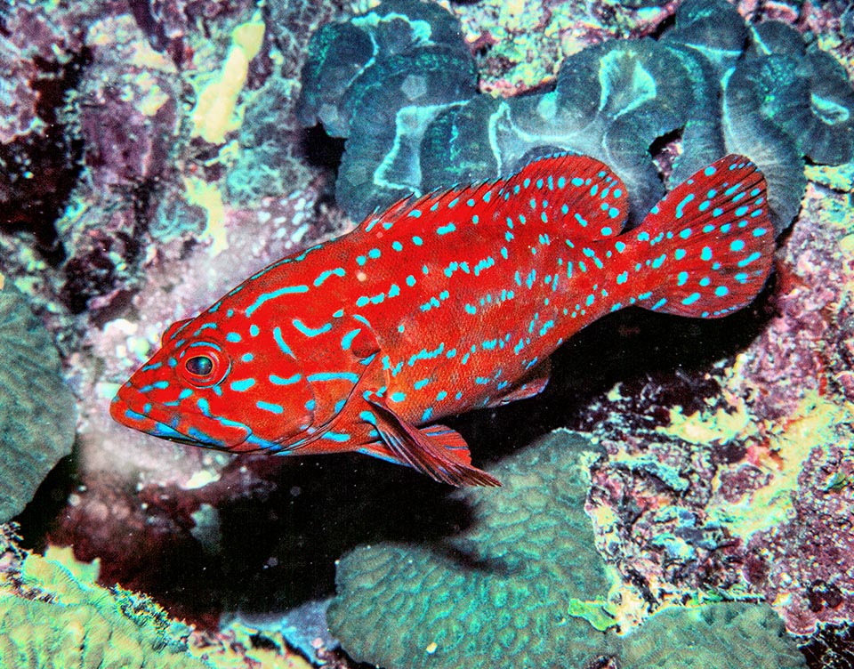 La vulnérabilité à la pêche de Cephalopholis miniata est élevée et c'est une espèce à surveiller même si elle figure comme "Least Concern", c'est-à-dire peu menacée, dans la Liste Rouge de l'UICN