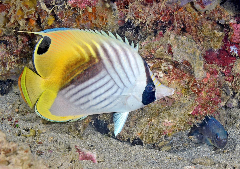 Mimicry aside, in case of danger defends itself extending the fins to the maximum to appear bigger and displays the spiny rays of the dorsal 