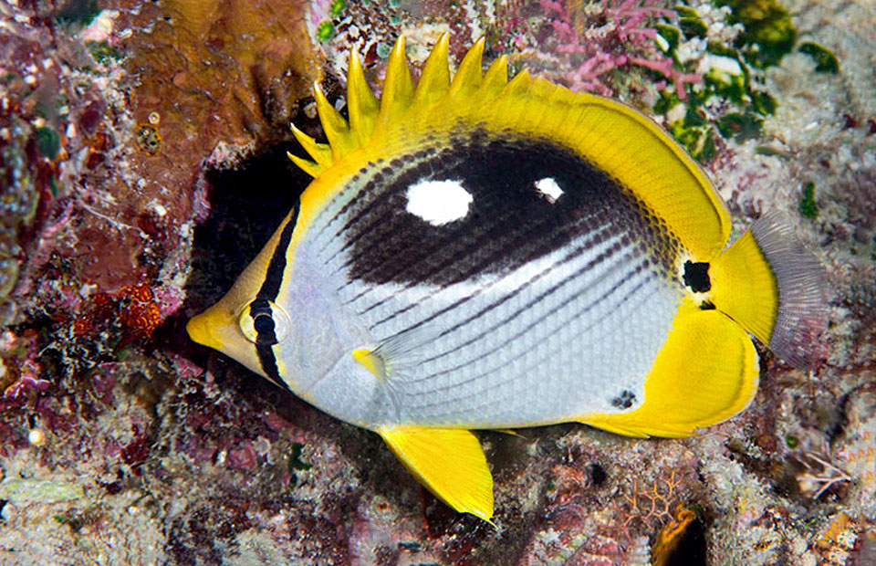 It changes livery by night. The dorsal black zone melts darkening with two characteristic white spots similar to eyes, maybe for disorienting in the dark the predators