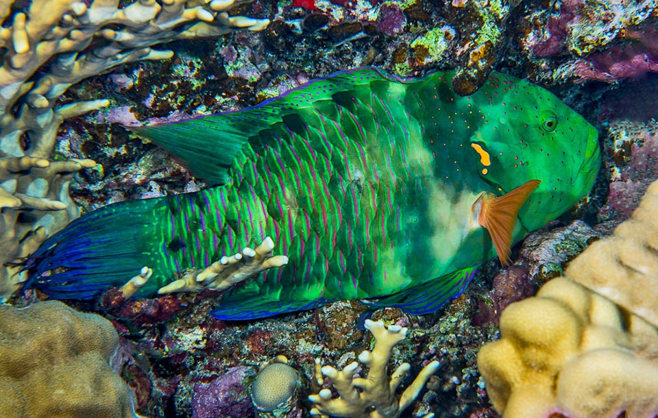 This is an adult male surprised sleeping with its night mimetic livery. The look is quite different, but it keeps the small golden drawing that has given name to the species