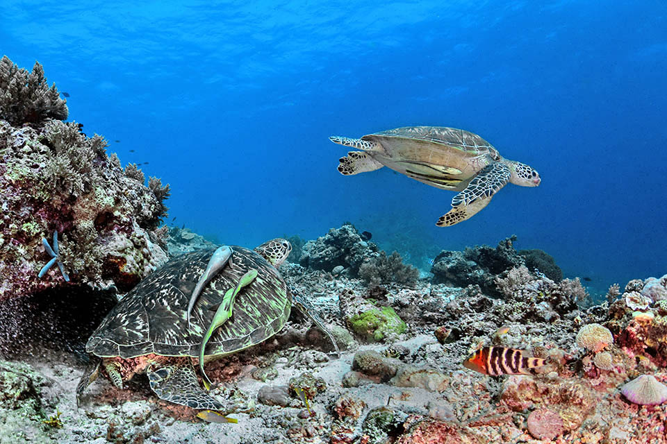 Courting behaviours have been observed, and usually the female gets the attentions of several males 