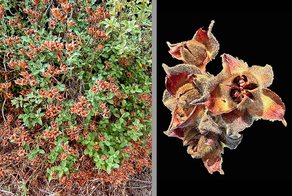 Cistus creticus © manyenglishes La fioritura è molto abbondate come si può notare dai frutti che restano sulla pianta fino all’inverno, quando liberano i semi. Le capsule deiscenti, di 7-9 mm, recano 5 logge.