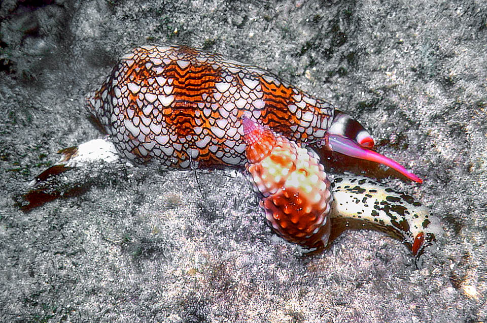 Durante la depredaci&oacute;n, en este caso del gaster&oacute;podo Nassarius papillosus, la prob&oacute;scide, ubicada debajo del sif&oacute;n, se evierte para inyectar un veneno paralizante. 