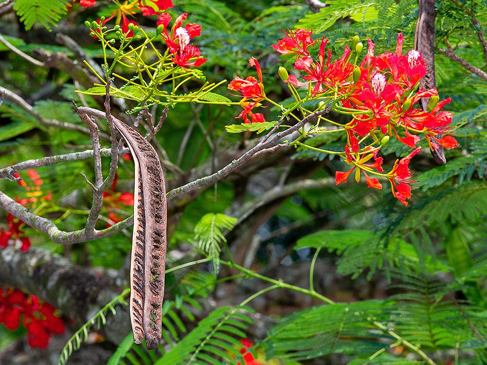 Delonix regia are pollinated by bees and small birds. Here is visible also an open pod of the previous year that has released the seeds.