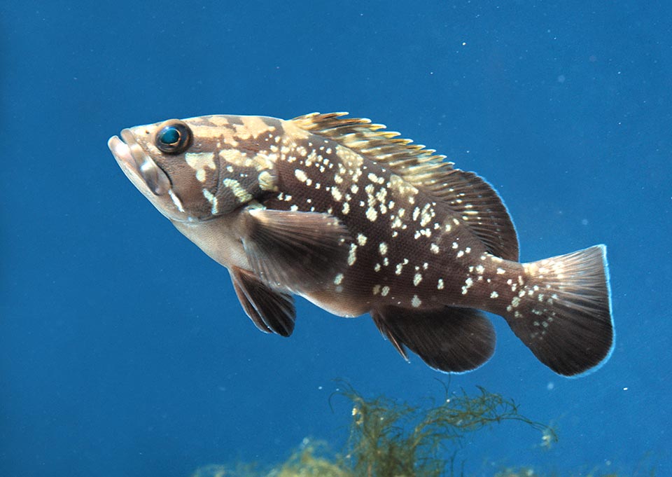 A juvenile. Epinephelus marginatus may reach the age of 50 years but the transformation of the old females in males is not automatic, as it was once thought 