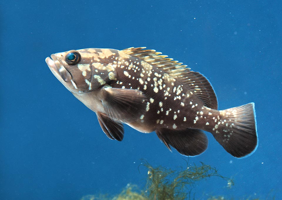 Un juvenil. Epinephelus marginatus puede vivir hasta 50 años, pero la transformación de hembras viejas en machos no es automática, como se pensaba.