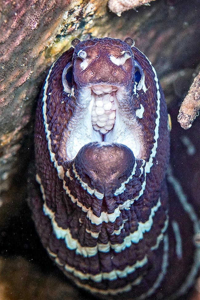 Gymnomuraena zebra buscan cangrejos del género Etisus, con pinzas carnosas, y erizos como el Echinometra mathaei, llenos de huevos.