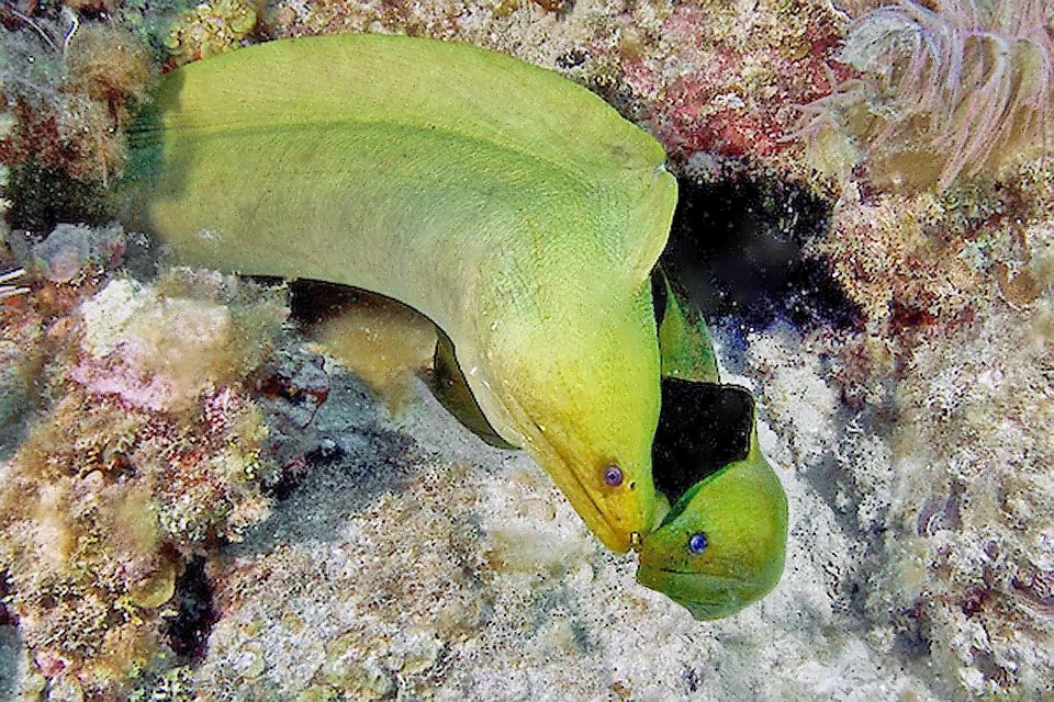 Gymnothorax funebris vit seule mais partage parfois son repaire avec des requins ou des murènes d'autres espèces. Mais ici on voit deux murènes vertes. Est-ce de l'amour ? Difficile à dire. On en sait bien peu sur sa reproduction.