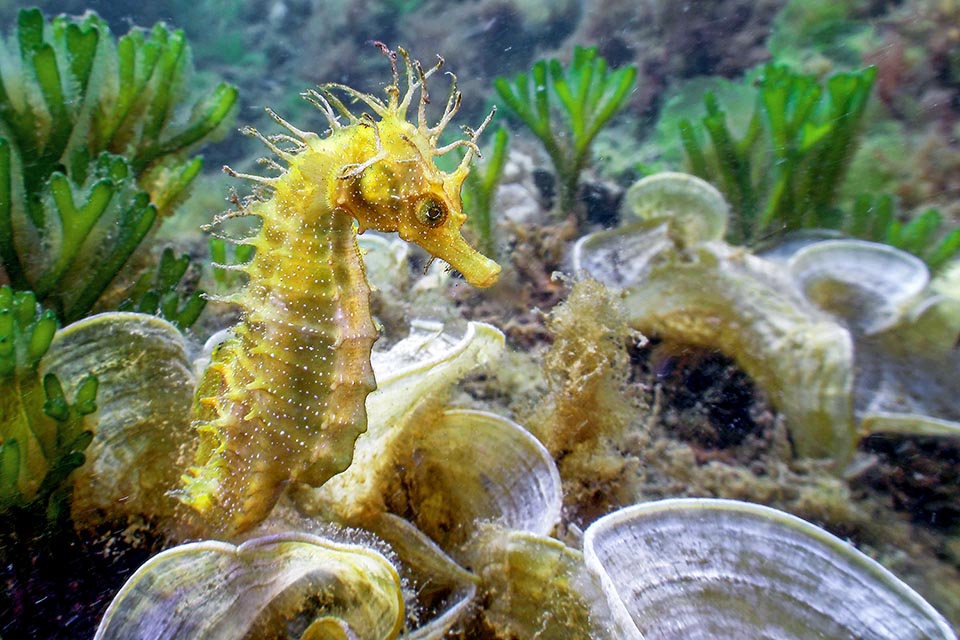 Suele encontrarse entre 1 y 20 m de profundidad, a menudo adherido a las plantas con su cola prensil, para alimentarse de algas, pequeños invertebrados bentónicos, larvas y huevos de peces 