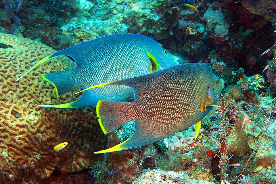 Coppia di Holacanthus bermudensis.