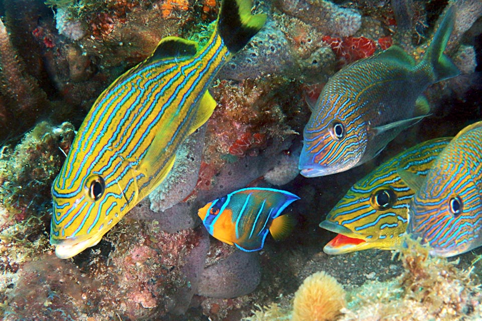 Los juveniles de Holacanthus ciliaris limpian los peces de parásitos.