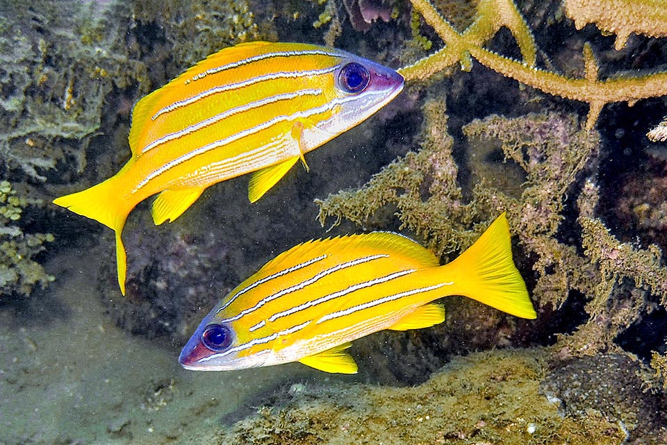Reproduction of Lutjanus kasmira doesn't occur in group but in couples that go up swimming spirally to entrust to the currents the eggs once in surface.
