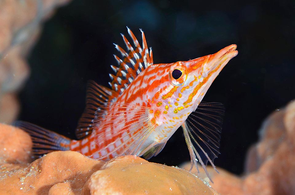 Oxycirrhites typus es una especie hermafrodita proterógina.