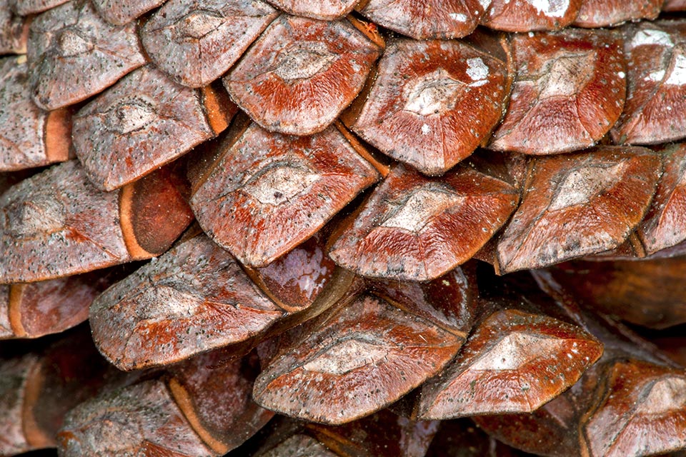 La partie visible de l'écaille a un profil rhomboïdal dit apophyse. Chez le Pin d'Alep elle est plate et a une carène transversale et un umbon à peine esquissés 