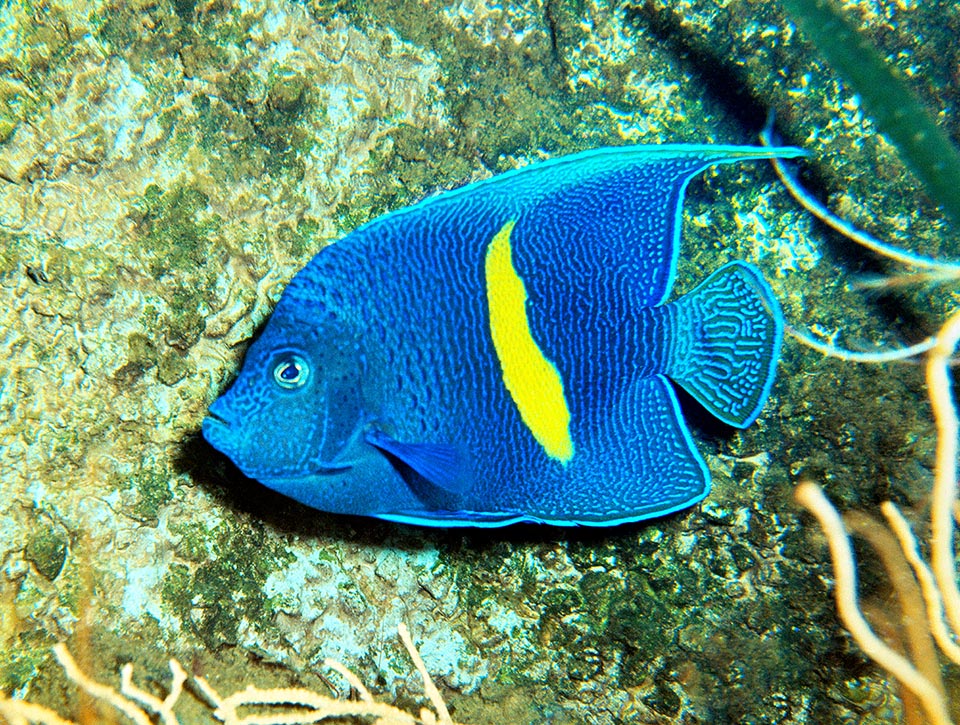 La vulnérabilité à la pêche de Pomacantus maculosus est très élevée et sa résilience très faible. Vu de plus ses dimensions c'est un poisson à réserver aux aquariums publics.