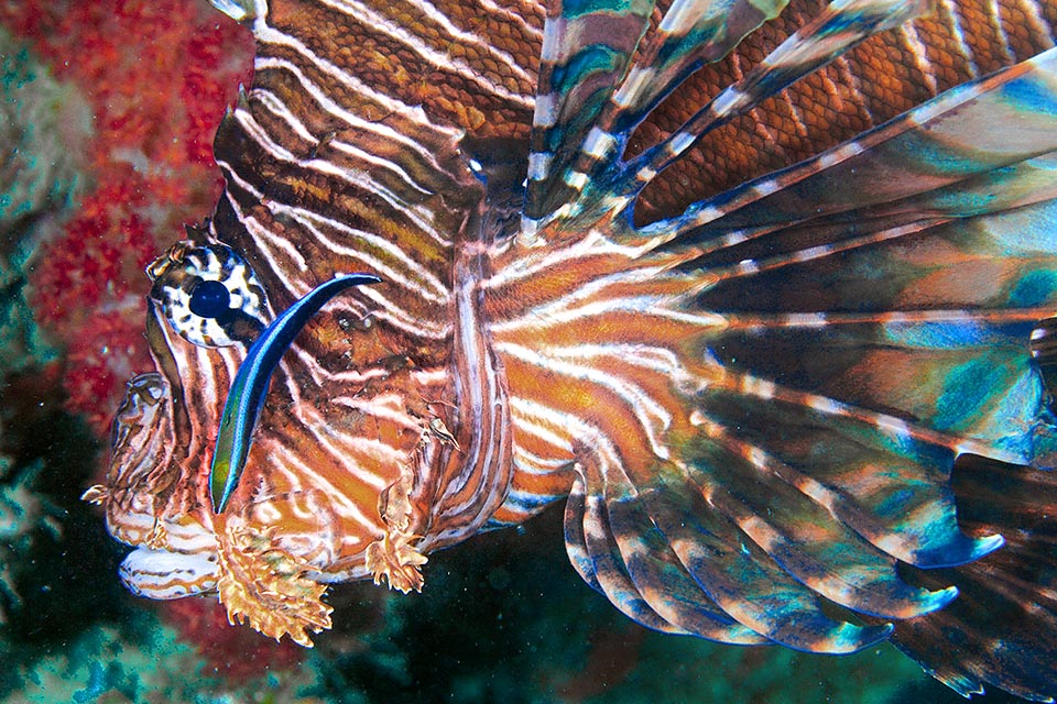 Ici il est flanqué d'un labre nettoyeur de parasites mais on n'en trouve guère car Pterois volitans qui nage peu est protégé par une fine cuticule qui empêche l'implantation.