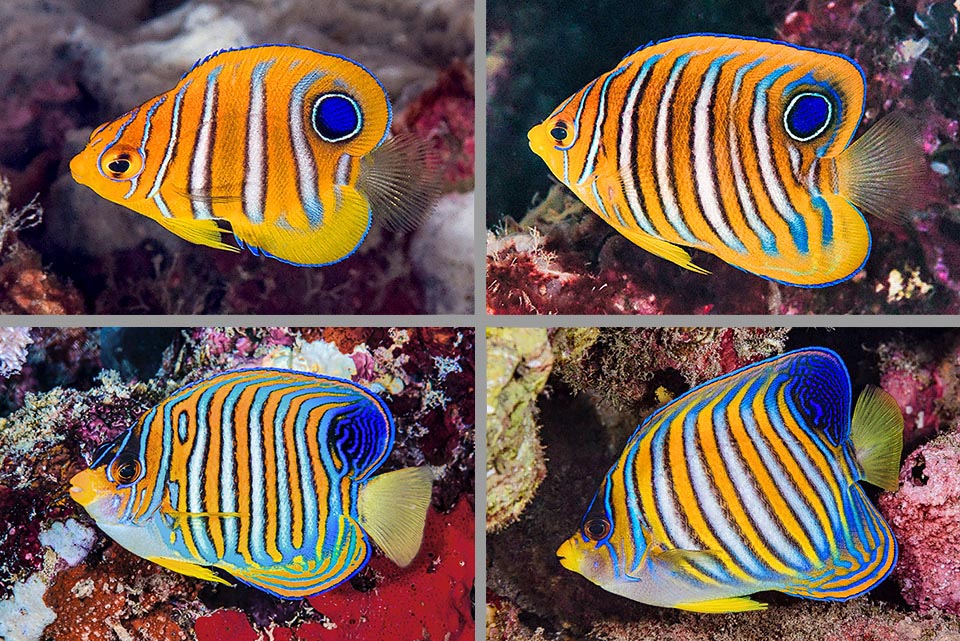 The growing juveniles are roundish with a fake eye towards the tail on the dorsal fin. Here the changes of the juvenile livery almost up to a subadult.