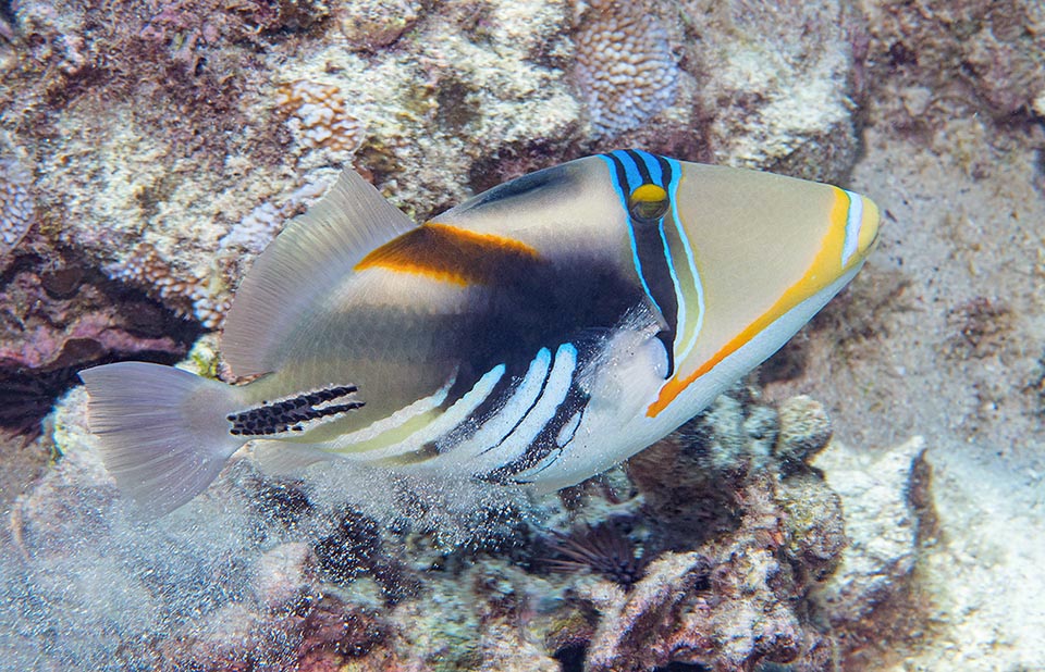 Rhinecanthus aculeatus se alimenta de moluscos y crustáceos desenterrados con chorros de agua que expulsa por la boca, pero también de corales, pececillos, algas y desechos.