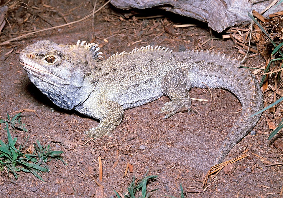 Sphenodon punctatus, Sphenodontidae, tuatara