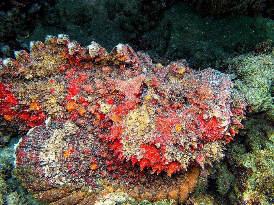 Synanceia verrucosa atteint 40 cm de long et sa puissante arme de défense ce sont les solides épines venimeuses de sa nageoire dorsale, cachées dans des structures charnues.