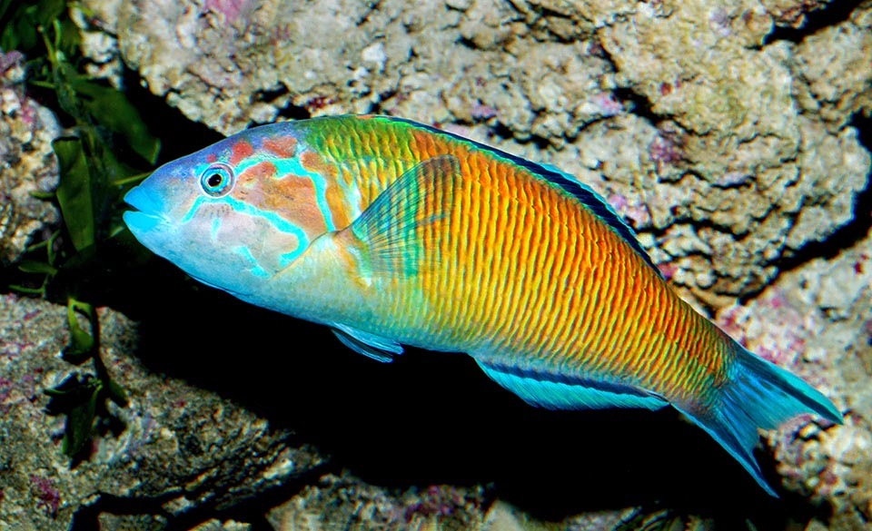 Here we are even closer to male livery. The dorsal black spot has totally disappeared and is visible the typical orange red striation that already fades to greenish near head.