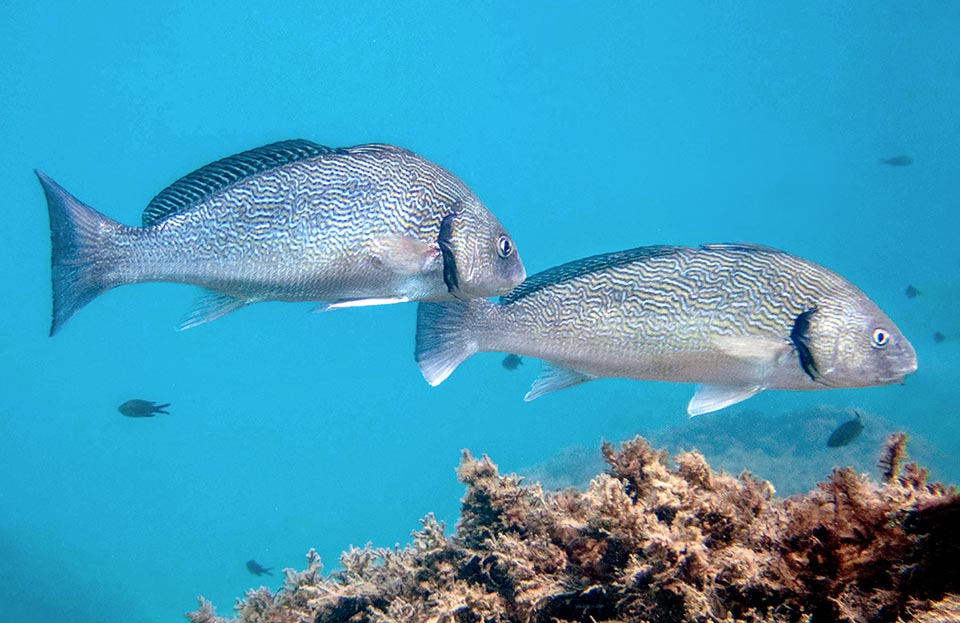 Puede alcanzar los 18 años, pero esta especie se pesca demasiado por su excelente carne y ya figura como "Vulnerable" en la Lista Roja de las especies amenazadas.