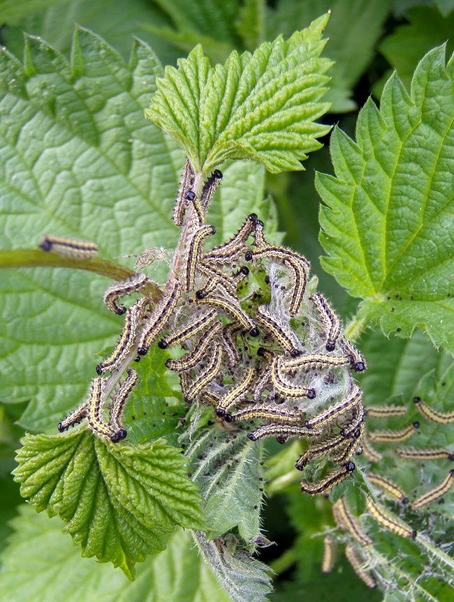 Aglais urticae, Nymphalidae, Vanessa ortica